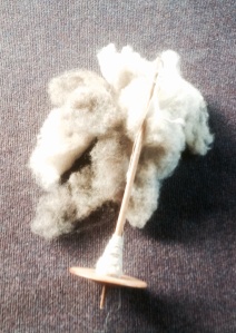 Raw Shetland wool spun in the grease